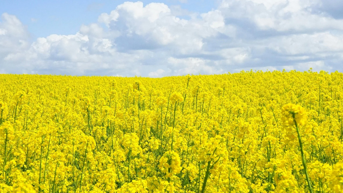 Kunnen Lenteallergieën Mijn Huid Beïnvloeden?