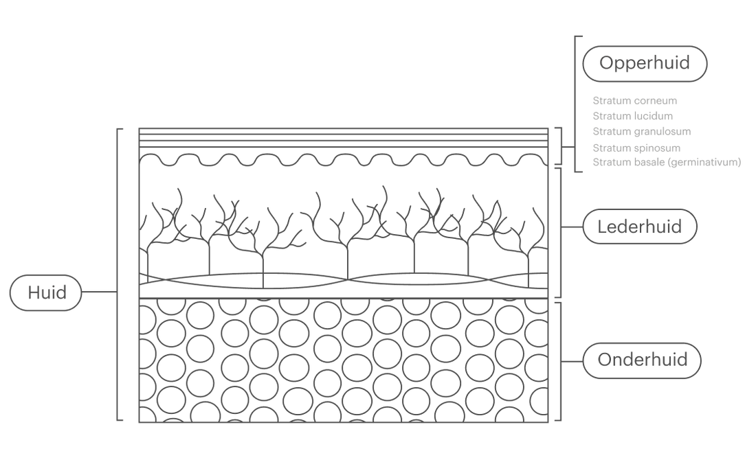 Wat je moet weten over de lagen van je huid
